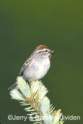 jbj_Chipping Sparrow.jpg