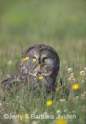 jbj_Great Gray Owl.jpg