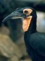 rb_KapamaReserveGroundHornbill.jpg