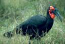 rb_KrugerParkGroundHornbill.jpg