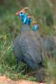 rb_KrugerParkGuineaFowl.jpg