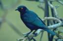 rb_KrugerParkSuperb Starling.jpg