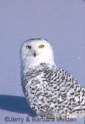 rb_SnowyOwl1.jpg