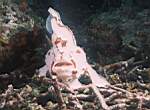 s-uw-frogfish-6.jpg