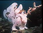 s-uw-frogfish-7.jpg