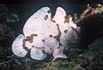 s-uw-frogfish-8.jpg