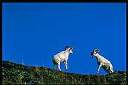 IMG145feImg0085.jpg