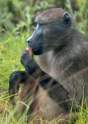 rb_CapePeninsulaChacmaBaboon.jpg