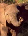 rb_Elephant-ShamwariGameReserve-EasternCape.jpg