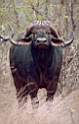 rb_KapamaGameReserve-CapeBuffalo.jpg