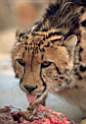 rb_KapamaGameReserve-KingCheetah.jpg